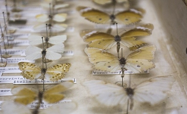 S&atilde;o Tom&eacute; and Pr&iacute;ncipe: Butterfly Farming Boosts Biodiversity and Incomes On S&atilde;o Tom&eacute;